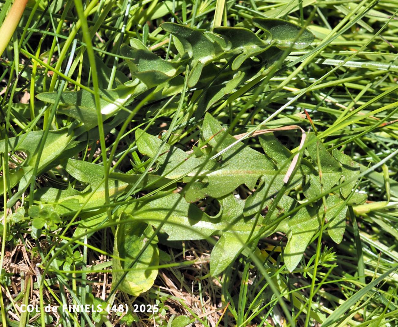 Dandelion, Marsh leaf